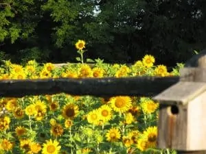 Applewood Farm Sunflower Field