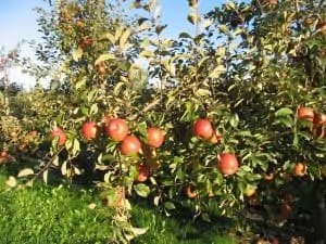 Applewood Farm pick your own apples
