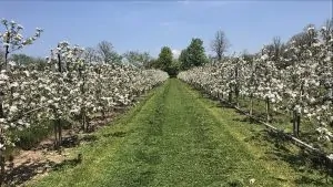 Applewood Farm Orchard